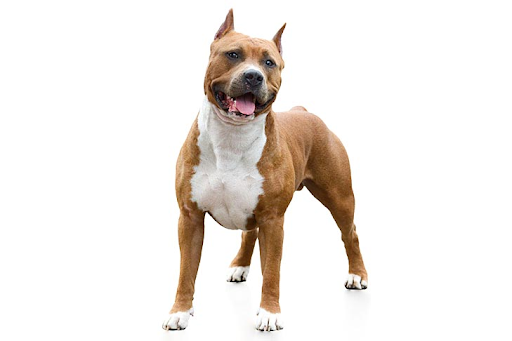 Pitbull Terrier