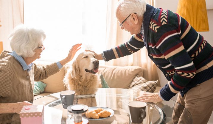 Free Pets for the Elderly