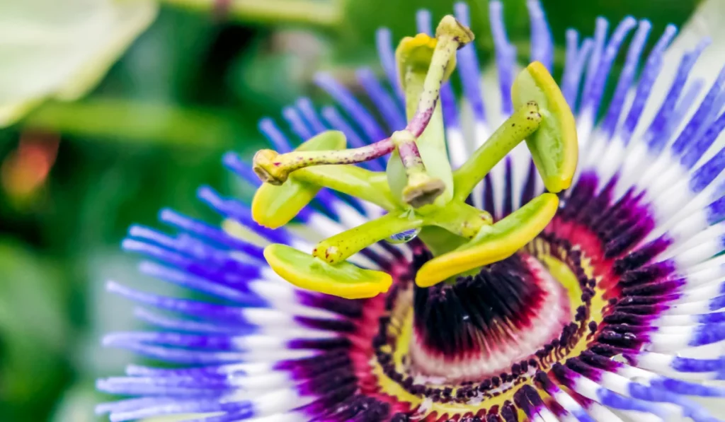 Passionflower