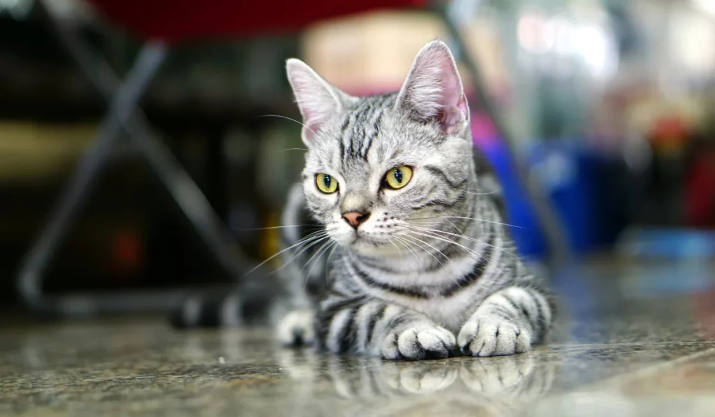 American Shorthair