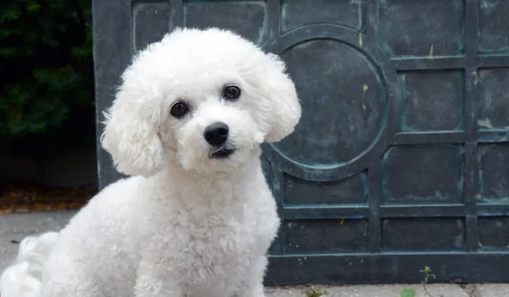 Bichon Frise