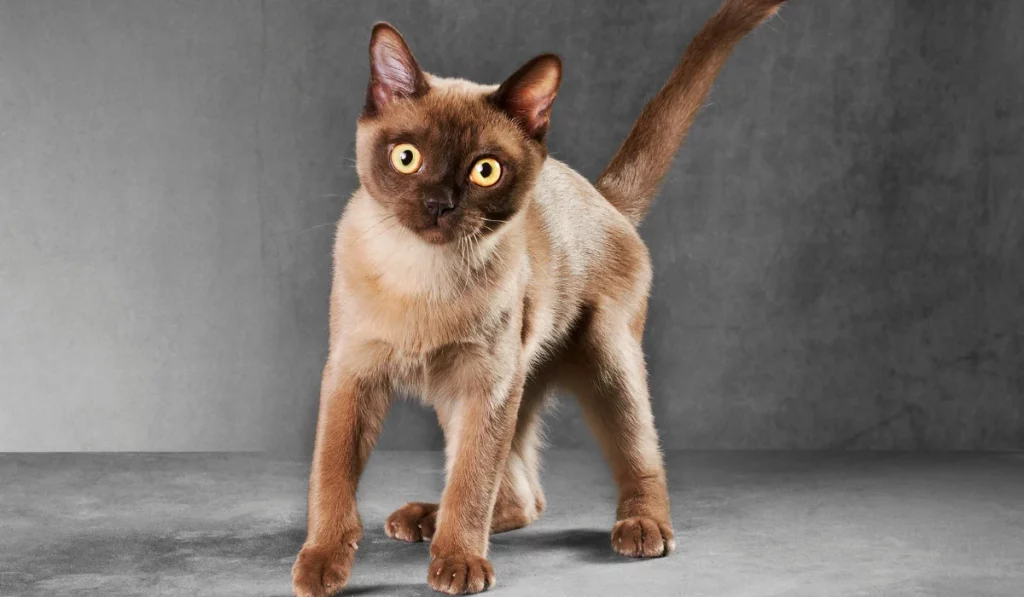 Burmese Cats