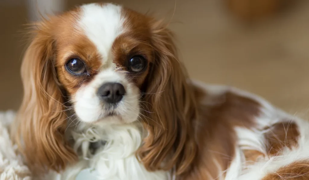 Cavalier King Charles Spaniel