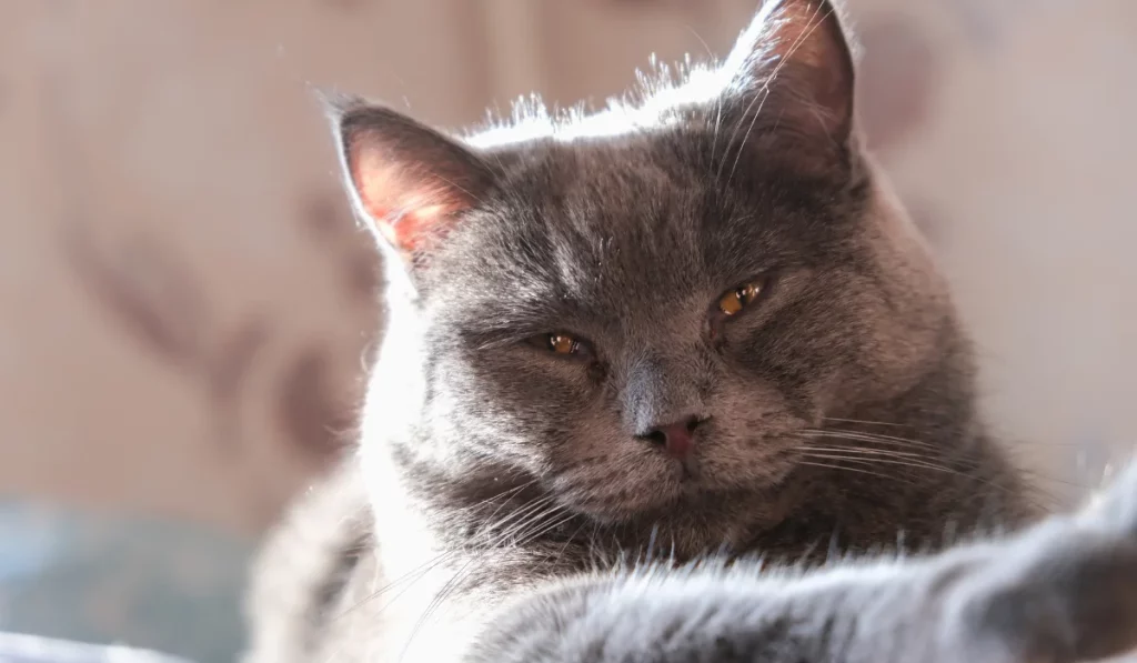 Chartreux