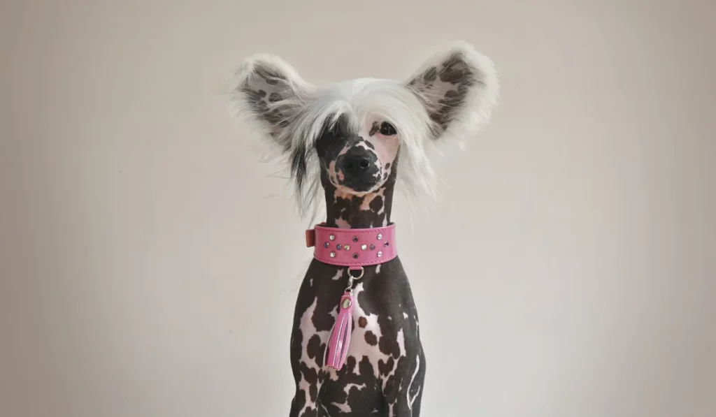 Chinese Crested