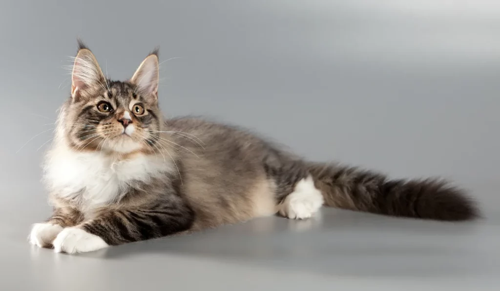 Maine Coons