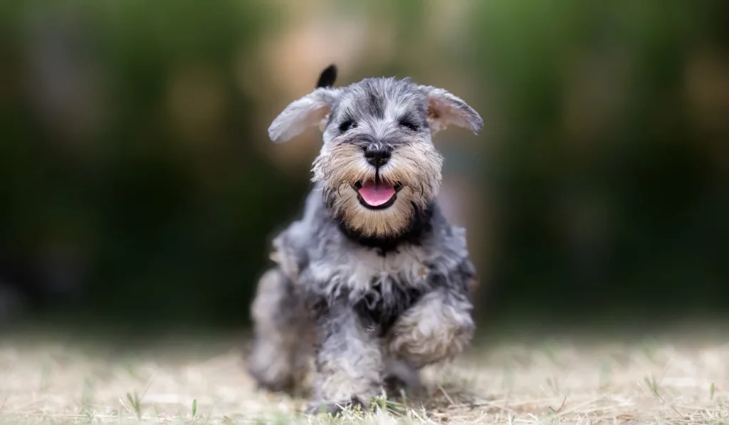 Miniature Schnauzer