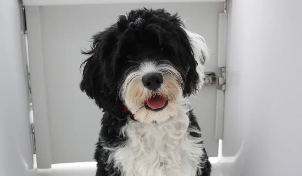 Portuguese Water Dog