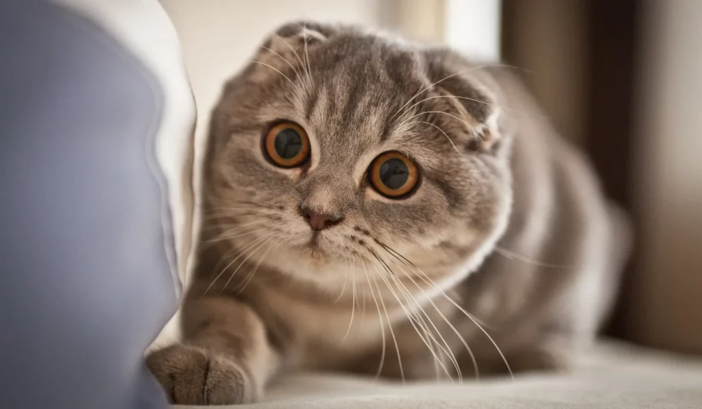 Scottish Fold