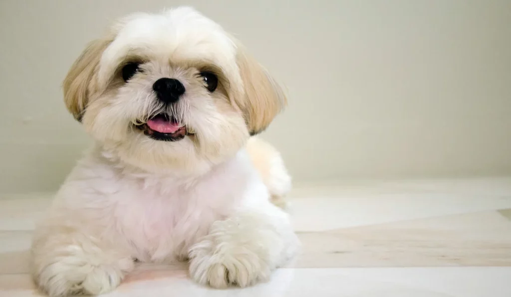 Shih Tzu