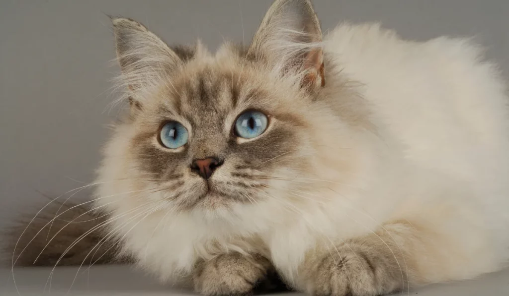 Siberian Cats