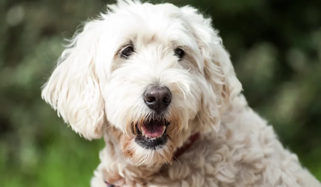 Soft-Coated Wheaten Terrier