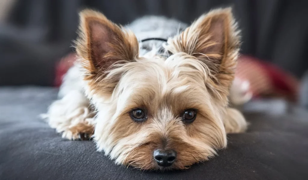 Yorkshire Terrier